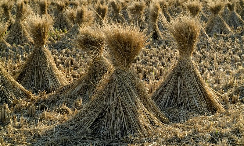 Revolutionize Your Straw Management with a Straw Crusher and Bagging Baler Machine